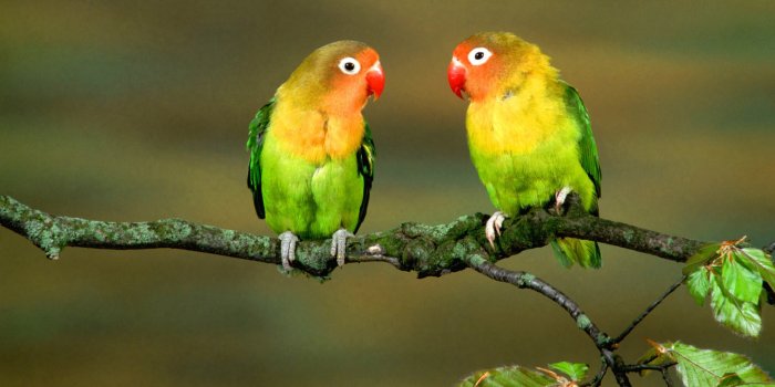 2560x1600 Parrot Wallpapers • TrumpWallpapers