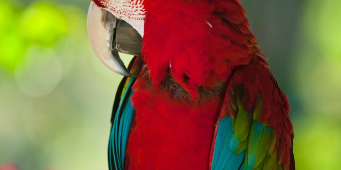 2832x4256 Parrots Photos, Download Free Parrots Stock Photos & HD Images