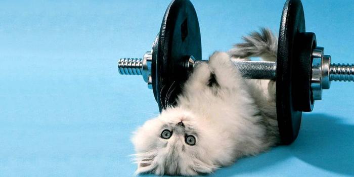 1024x768 77+] Funny Animal Backgrounds - WallpaperSafari