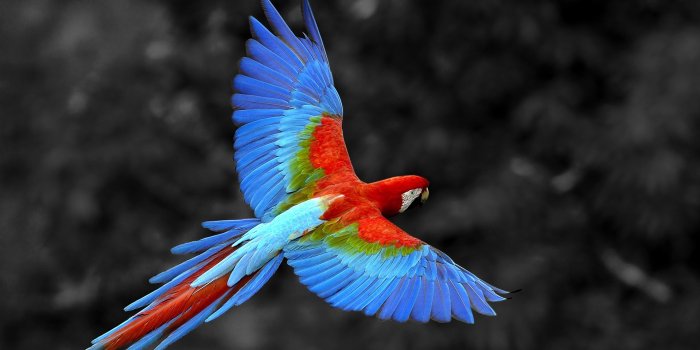 1920x1200 Parrot Wallpaper (72+ pictures)