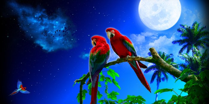 1920x1200 Parrots Couple Night Full Moon wallpapers | Parrots Couple Night Full Moon  stock photos