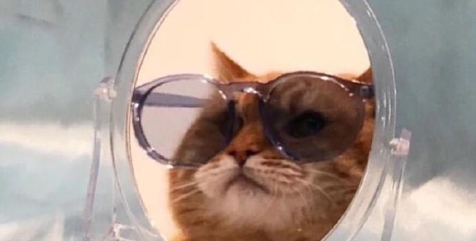 690x1227 wallpaper | Funny cat wallpaper, Cat aesthetic, Cute animal photos