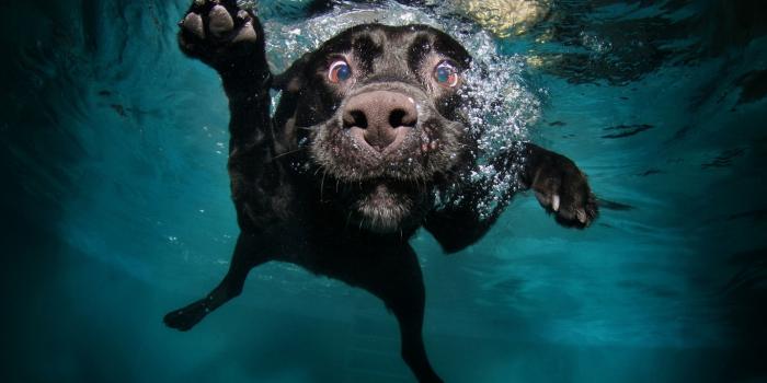 1366x768 Wallpaper ID: 42143 / Dog, 4K, 4k wallpaper, puppy, black, underwater, funny,  animal, pet, water bubbles free download