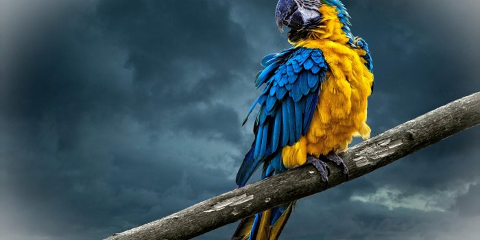1920x1080 PARROT WALLPAPER HD - pling.com