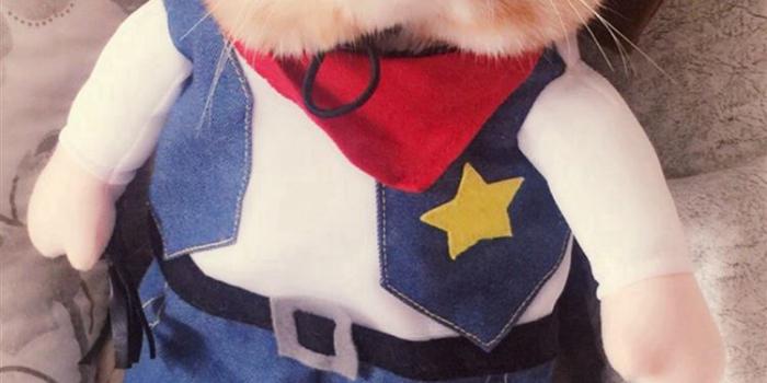 750x1334 Cute Creative Cat Funny Animal iPhone 8 Wallpapers Free Download