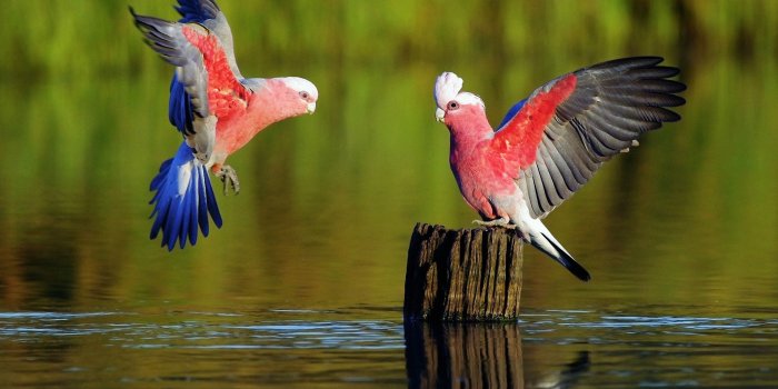 1920x1200 Parrot Wallpapers 07 - [1920 x 1200]