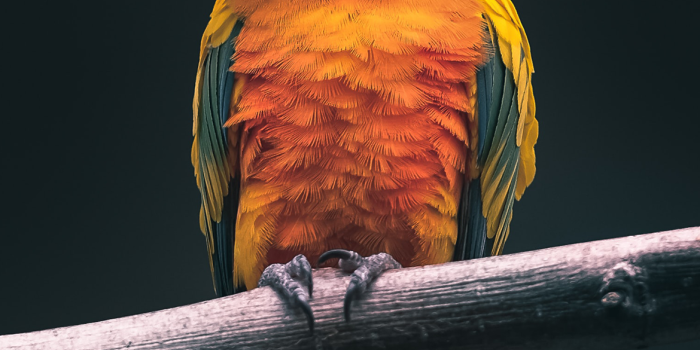 1170x2532 Parrot | Depth Effect - Wallpapers Central