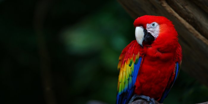 2560x1600 parrot Wallpapers HD / Desktop and Mobile Backgrounds