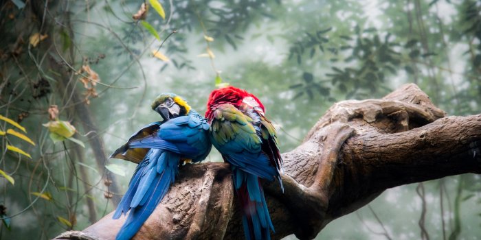 2560x1707 5003250 parrot, colorful, birds, hd, 4k - Rare Gallery HD Wallpapers