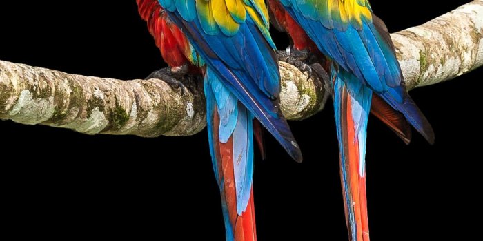1284x2778 Best Macaw iPhone HD Wallpapers - iLikeWallpaper