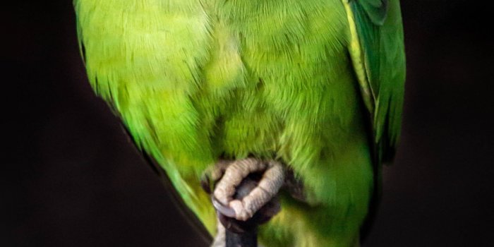1125x2436 Download wallpaper 1125x2436 parrot, green, bird, sit, portrait, iphone x,  1125x2436 hd background, 8309