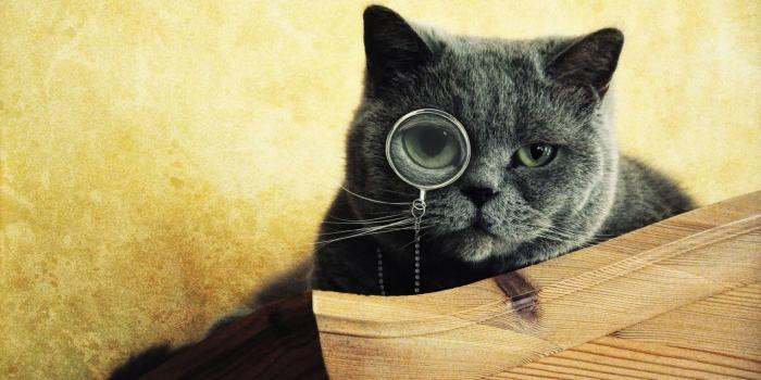 2560x1600 cats, Animals, Funny, Monocle, Funny, Animals Wallpapers HD / Desktop and  Mobile Backgrounds