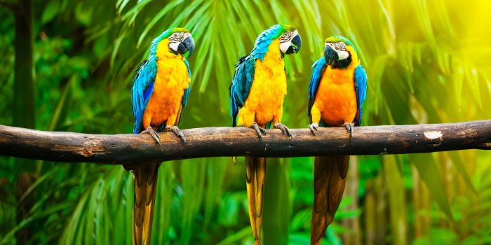 2560x1440 Wallpaper Macaw, parrot, tropics, Animals #4566