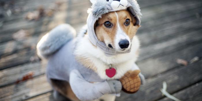 1600x900 1600x900 Dog Funny Outfit 1600x900 Resolution HD 4k Wallpapers, Images,  Backgrounds, Photos and Pictures