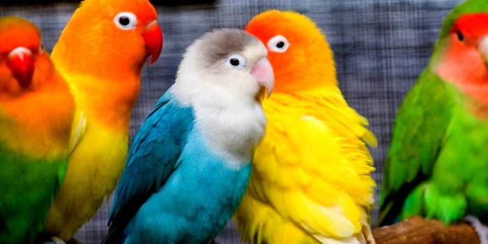 2560x1600 Parrot Wallpapers 29 - [2560 x 1600]