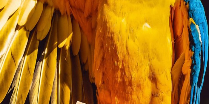 1080x1920 Macaw Parrot Bird 4K Ultra HD Mobile Wallpaper