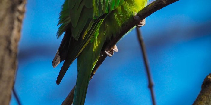 1080x1920 Free Parrot Wallpaper Downloads, [100+] Parrot Wallpapers for FREE |  Wallpapers.com