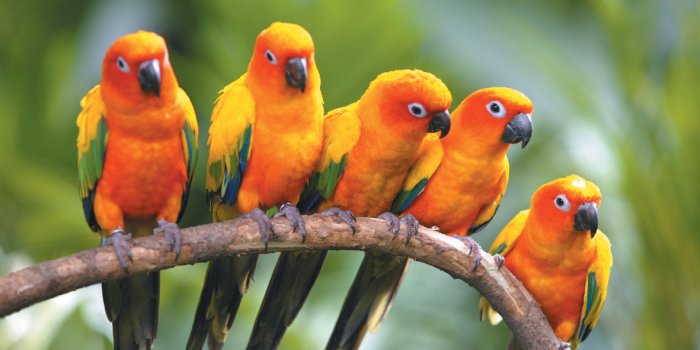 1181x786 Beautiful Parrot Bird Wallpaper Wide #6930746