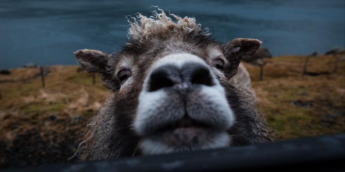 2048x1152 Download wallpaper 2048x1152 sheep, funny, animal, cute, peeking ultrawide  monitor hd background