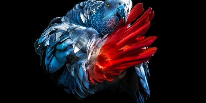 1332x850 Wallpaper feathers, tail, black background, Jaco, grey parrot images for  desktop, section животные - download