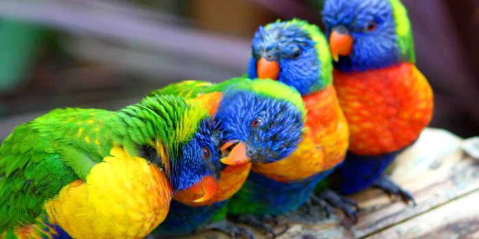 1920x1440 Cute Colorful Parrot Wallpapers Hd : Wallpapers13.com