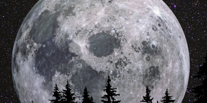 1242x2208 Full moon Wallpaper 4K, Forest, Night, Dark, Nature, #1684