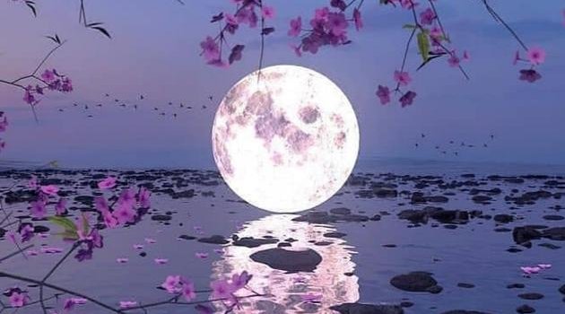 630x1280 Moonlight wallpaper by NeonBlackRose - Download on ZEDGE™ | 86c9