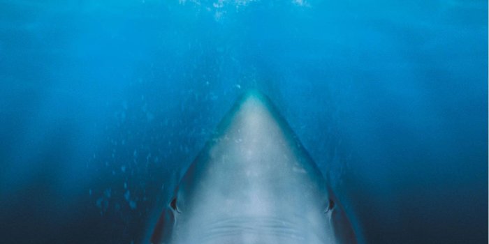 1245x1920 Download Jaws Movie Poster Wallpaper | Wallpapers.com