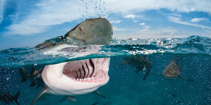 5120x2880 Wallpaper Shark, 5k, 4k wallpaper, 8k, Indian, Caribbean, Atlantic Ocean,  sea, diving, water, splash, sky, clouds, unerwater, jaws, blue, tourism,  World's best diving sites, OS #1303