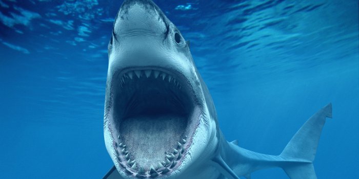 3840x2160 Big White Shark Jaws HD Wallpaper - WallpaperFX