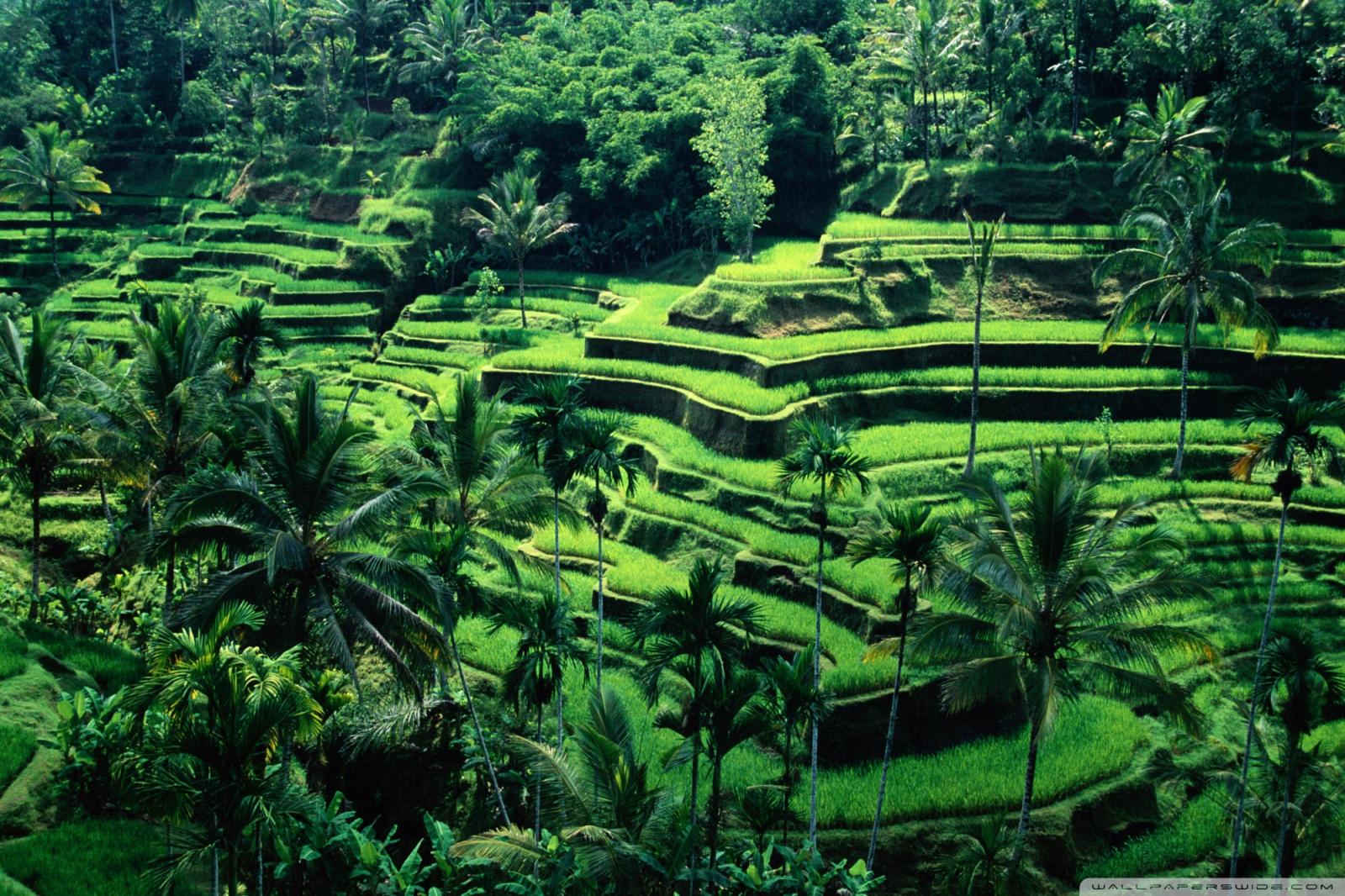 2000x1333 Bali, Indonesia Ultra HD Desktop Background Wallpaper for 4K UHD TV :  Tablet : Smartphone