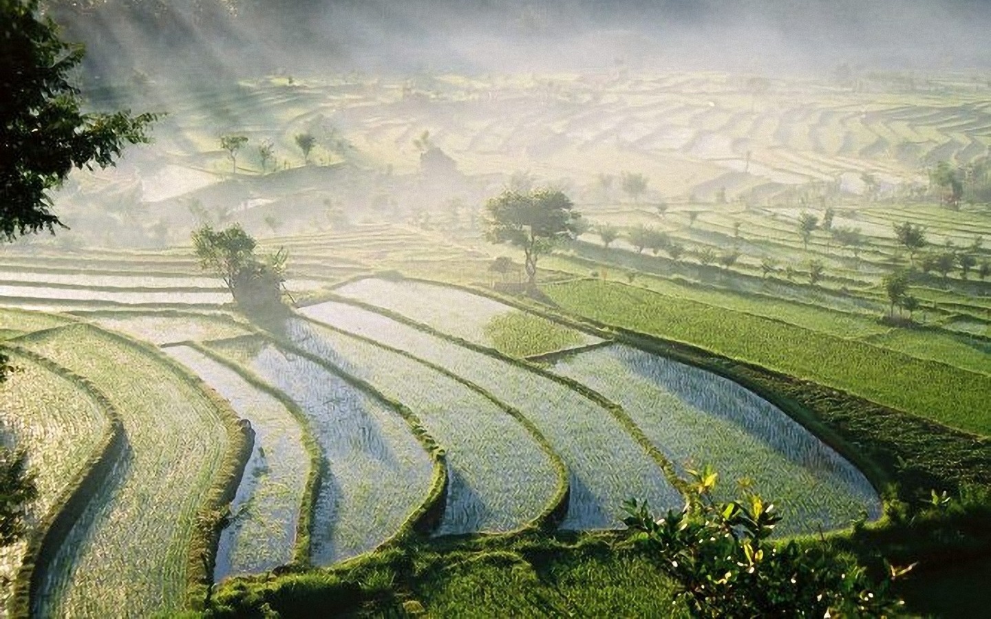 1440x900 Bali Rice Fields wallpapers | Bali Rice Fields stock photos