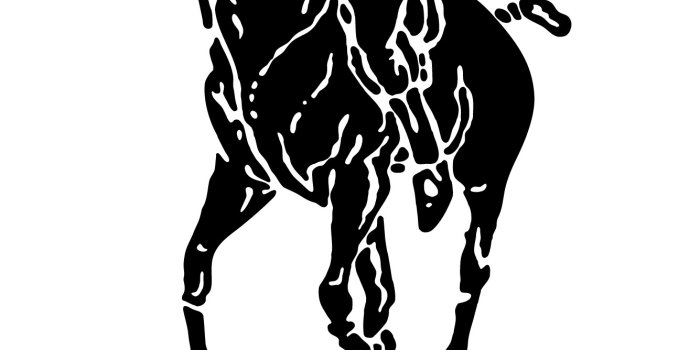 1335x2622 Polo Logo Wallpaper (51+ pictures)
