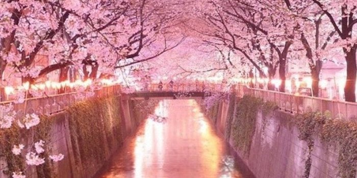 1080x1920 Download Enjoy the Japanese sakura trees under the arch on your iPhone  Wallpaper | Wallpapers.com