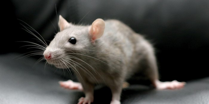 2560x1600 Rat Wallpapers