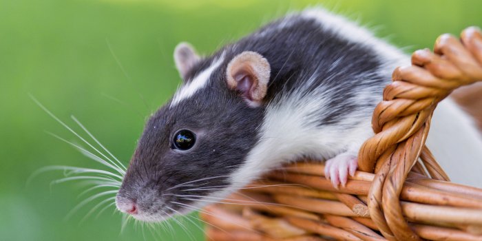 3600x2400 Animal Rat HD Wallpaper