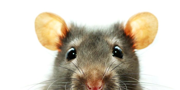 1920x1080 Download Cute Rat Pictures | Wallpapers.com