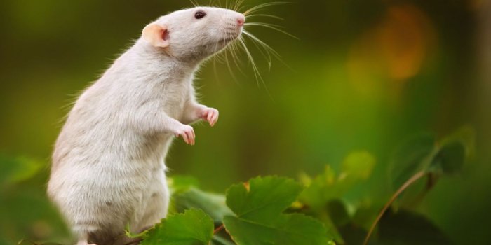 1920x1080 Rat Animal Wallpapers