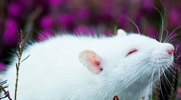 630x1280 Bunny Rat wallpaper by x_tive - Download on ZEDGE™ | 4cea