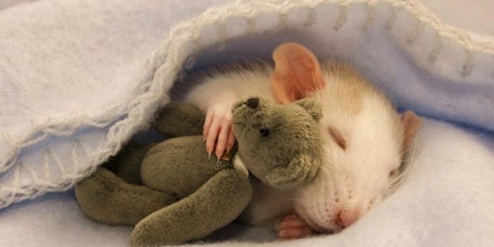 1440x900 Rat - Rodents Wallpaper (40692235) - Fanpop