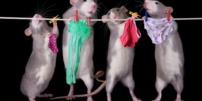 2560x1920 Wallpaper Four rats working 3840x2160 UHD 4K Picture, Image