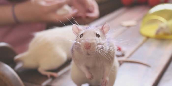 2875x1800 Rat Cute, HD Animals, 4k Wallpapers, Images, Backgrounds, Photos and  Pictures