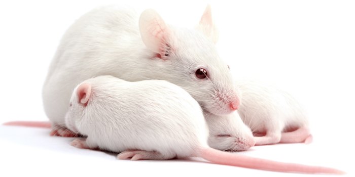 2115x1148 869724 Rats, Cubs, Closeup, White background - Rare Gallery HD Wallpapers