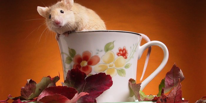1920x1200 30+] Rat Wallpapers