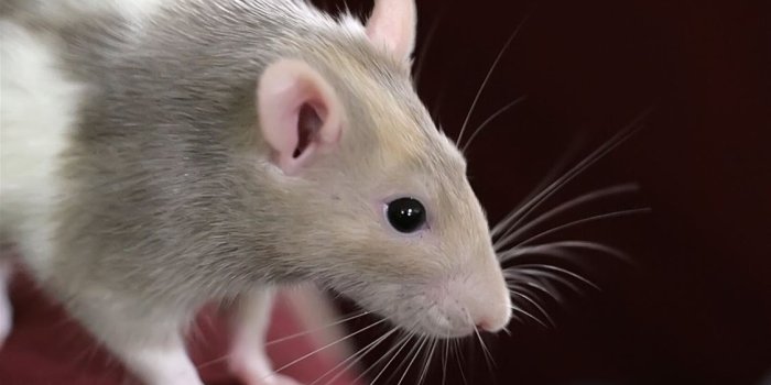 1125x2436 rat iPhone Wallpapers Free Download