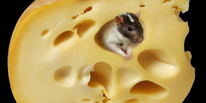 1920x1200 Funny Rat Bleeding In To The Food Funny Wallpaper