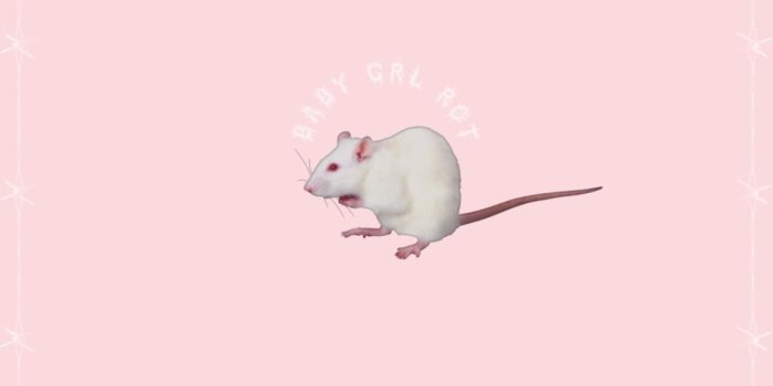 1242x1242 Rat wallpaper for iPhone | Иллюстрации лисы, Породы щенков, Фотографии  животных