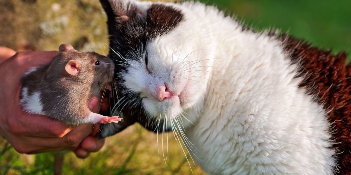 2560x1600 cat, And, Rat Wallpapers HD / Desktop and Mobile Backgrounds