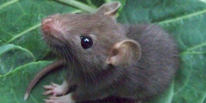 1024x768 Free Rat Wallpaper download - Animals Town