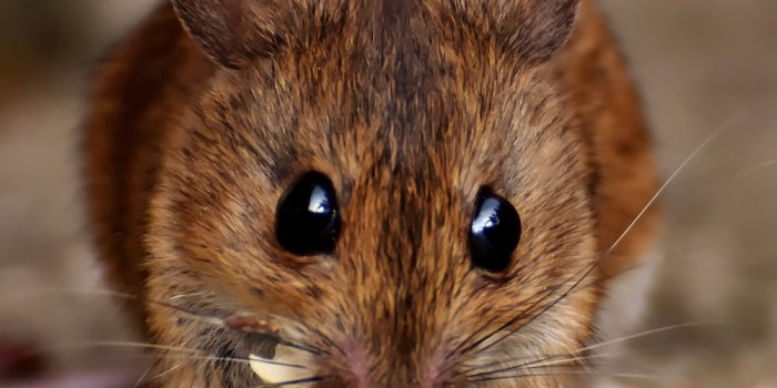 1000x1406 1K+ Rats Pictures | Download Free Images on Unsplash